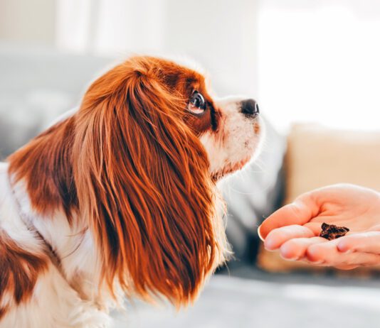 The best healthy dog treats balance reward and nutrition.