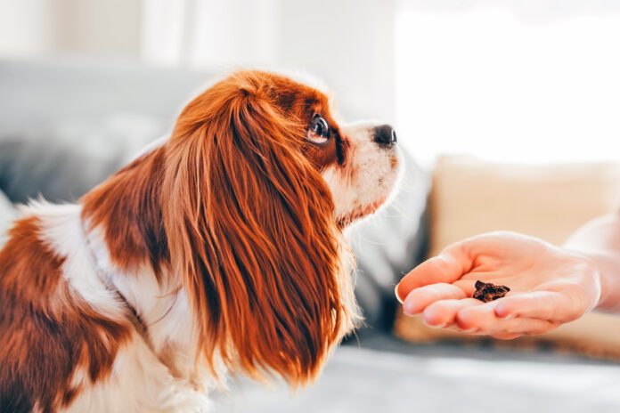 A woman gives treats to a dog during training at home. The best healthy dog treats balance reward and nutrition.