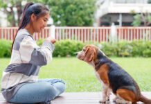 What Are the Five Golden Rules of Dog Training? The five golden rules of dog training provide consistent positive reinforcement.