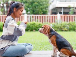 What Are the Five Golden Rules of Dog Training? The five golden rules of dog training provide consistent positive reinforcement.