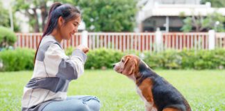 The five golden rules of dog training provide consistent positive reinforcement.