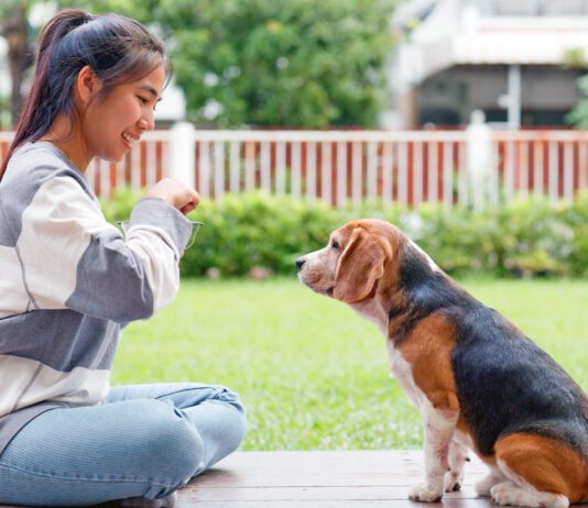 The five golden rules of dog training provide consistent positive reinforcement.