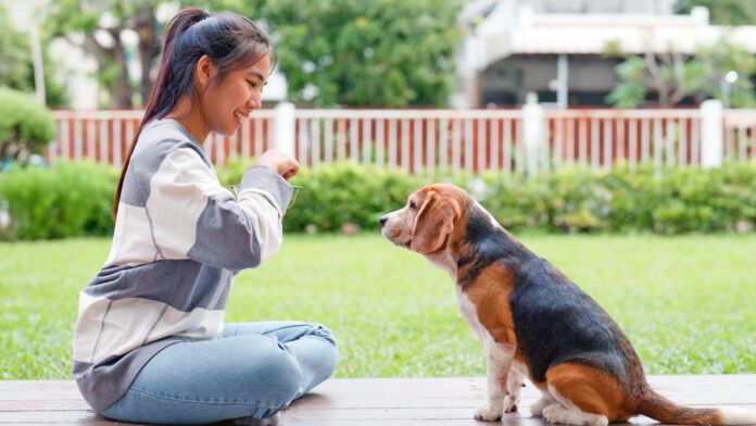 Young Woman Rewarding Beagle Dog During Training Session on a Patio The five golden rules of dog training provide consistent positive reinforcement.