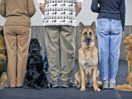 How Much Does Dog Training Cost? How much does dog training cost? It depends on the type of training and how much is needed.