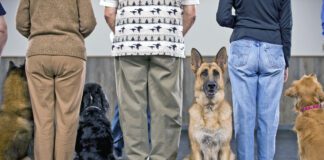 How much does dog training cost? It depends on the type of training and how much is needed.