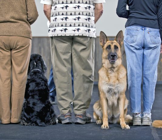 How Much Does Dog Training Cost? How much does dog training cost? It depends on the type of training and how much is needed.