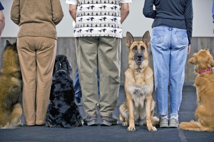 How much does dog training cost? It depends on the type of training and how much is needed.