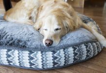 How to Wash Dog Beds There are several tricks in knowing how to wash a dog that can make the difference in keeping it clean.