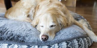 There are several tricks in knowing how to wash a dog that can make the difference in keeping it clean.