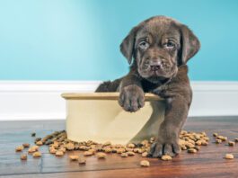 The best meat for dogs is a diet that includes balanced nutrition.