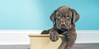 The best meat for dogs is a diet that includes balanced nutrition.