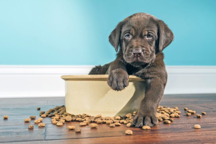 A Chocolate Labrador puppy sitting in large dog bowl - 5 weeks old The best meat for dogs is a diet that includes balanced nutrition.