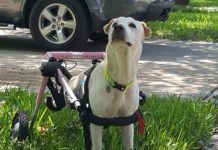 Caring for a disabled dog can be a struggle, but it does have its rewards.