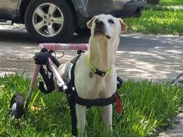 Caring for a disabled dog can be a struggle, but it does have its rewards.