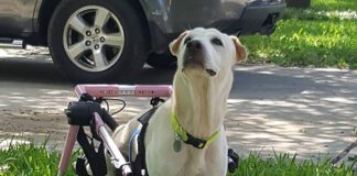 Caring for a disabled dog can be a struggle, but it does have its rewards.