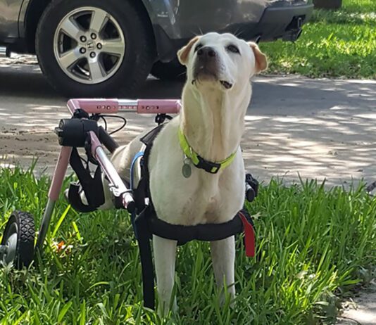 Caring for a disabled dog can be a struggle, but it does have its rewards.