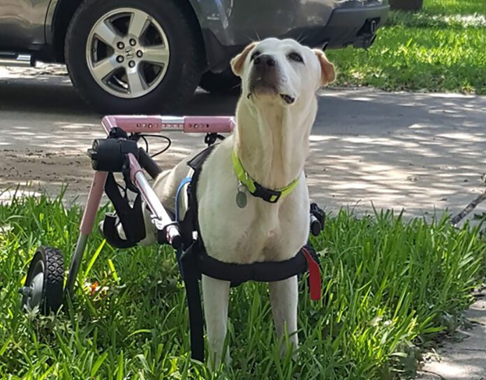 Caring for a disabled dog can be a struggle, but it does have its rewards.