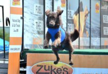 A dock diving dog leaps off the edge of a dock into the water.