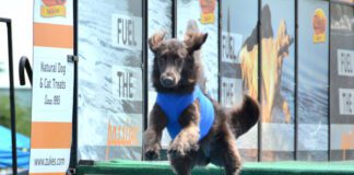 A dock diving dog leaps off the edge of a dock into the water.