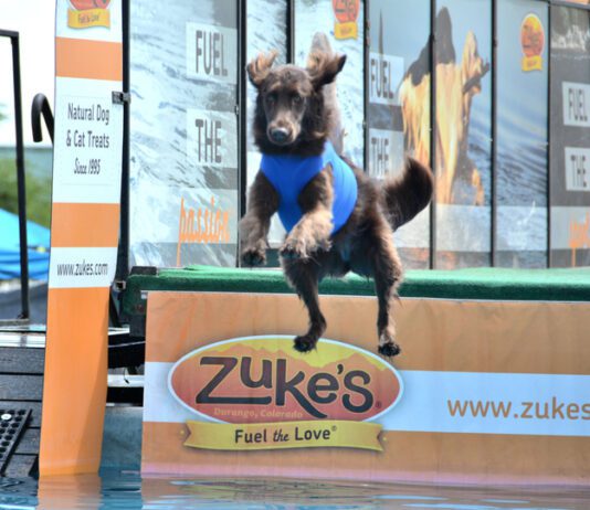 Accepting Your Dog A dock diving dog leaps off the edge of a dock into the water.