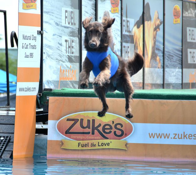 Dog jumping into water A dock diving dog leaps off the edge of a dock into the water.