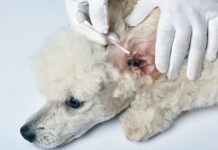 Dog Food’s Effect on Yeast Infections and Severe Allergies Dog food can be the cause of a dog's allergies and chronic yeast infections. So which dog food is best for allergies and yeast infection.