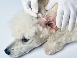 Dog Food’s Effect on Yeast Infections and Severe Allergies Dog food can be the cause of a dog's allergies and chronic yeast infections. So which dog food is best for allergies and yeast infection.