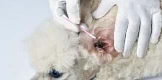 Dog food can be the cause of a dog's allergies and chronic yeast infections. So which dog food is best for allergies and yeast infection.