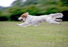 Unleashing the Truth: The Benefits and Science Behind High-Protein, Low-Carb, and Ketogenic Dog Food Low carb dog food may be a good option for active healthy dogs to maintain lean muscle mass.