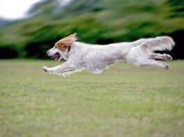 Low carb dog food may be a good option for active healthy dogs to maintain lean muscle mass.
