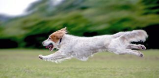 Low carb dog food may be a good option for active healthy dogs to maintain lean muscle mass.