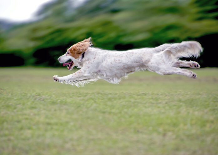 Low carb dog food may be a good option for active healthy dogs to maintain lean muscle mass.