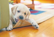 Puppies need to chew, so providering the best puppy bone is better than letting them chew the furniture.