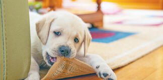 Puppies need to chew, so providering the best puppy bone is better than letting them chew the furniture.