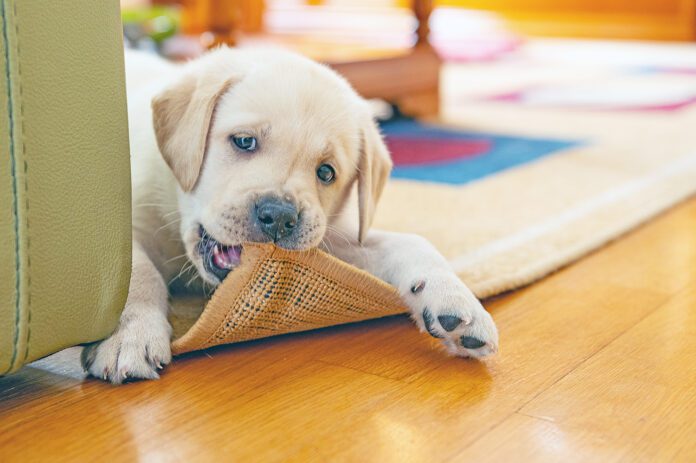 Cute puppy chewing the carpet Puppies need to chew, so providering the best puppy bone is better than letting them chew the furniture.
