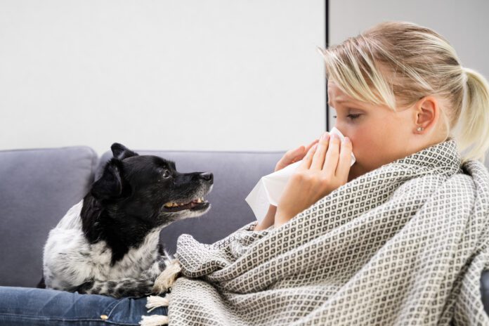 Sick Woman With Flu Infection At Home Humans can get sick from their dogs, and vice versa with a host of diseases being shared between the species.