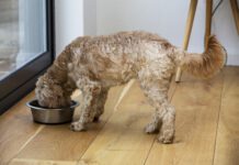 Brain Booster Homemade Dog Food Topper Recipe Homemade dog food toppers and other homemade dog food can provide a nutritional AND cognitive boost for your dog.