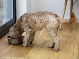 Brain Booster Homemade Dog Food Topper Recipe Homemade dog food toppers and other homemade dog food can provide a nutritional AND cognitive boost for your dog.