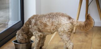 Homemade dog food toppers and other homemade dog food can provide a nutritional AND cognitive boost for your dog.