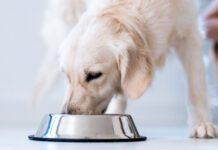 Beef and Brown Rice Homemade Dog Food Recipe Nutritionally complete homemade dog food can keep your dog in excellent health for a fraction of the cost of raw and other premium brands.