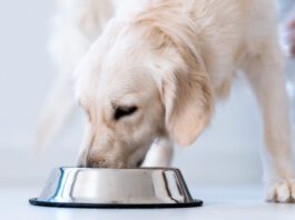 Beef and Brown Rice Homemade Dog Food Recipe Nutritionally complete homemade dog food can keep your dog in excellent health for a fraction of the cost of raw and other premium brands.