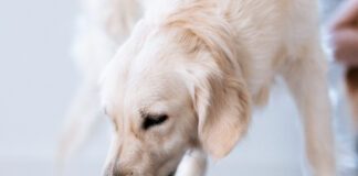 Nutritionally complete homemade dog food can keep your dog in excellent health for a fraction of the cost of raw and other premium brands.