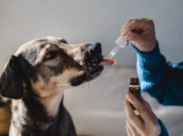 Hemp oil for dogs doesn't have its benefits from THC, but it's nutrition.
