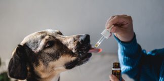 Hemp oil for dogs doesn't have its benefits from THC, but it's nutrition.