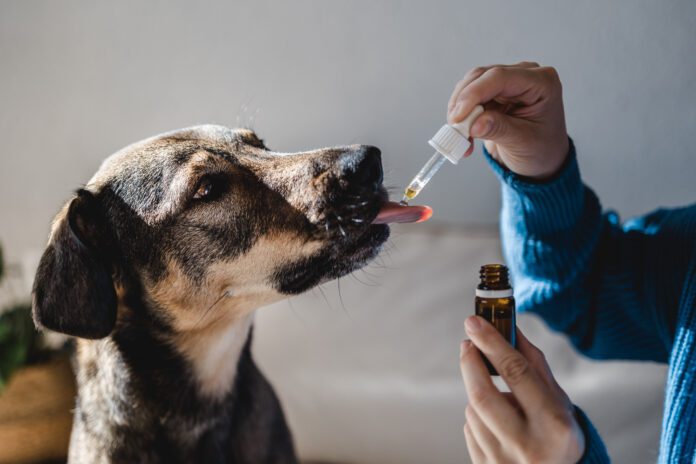 Hemp oil for dogs doesn't have its benefits from THC, but it's nutrition.
