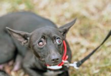 Best Over-the-Counter Anxiety Meds for Dogs The best anxiety meds for dogs treat specific anxieties with minimal side effects.