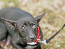 The best anxiety meds for dogs treat specific anxieties with minimal side effects.