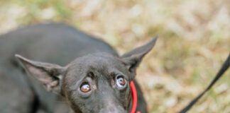 The best anxiety meds for dogs treat specific anxieties with minimal side effects.