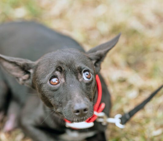 The best anxiety meds for dogs treat specific anxieties with minimal side effects.