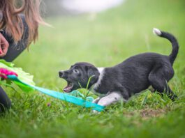 Immediately after they arrive home is when to start training a puppy.